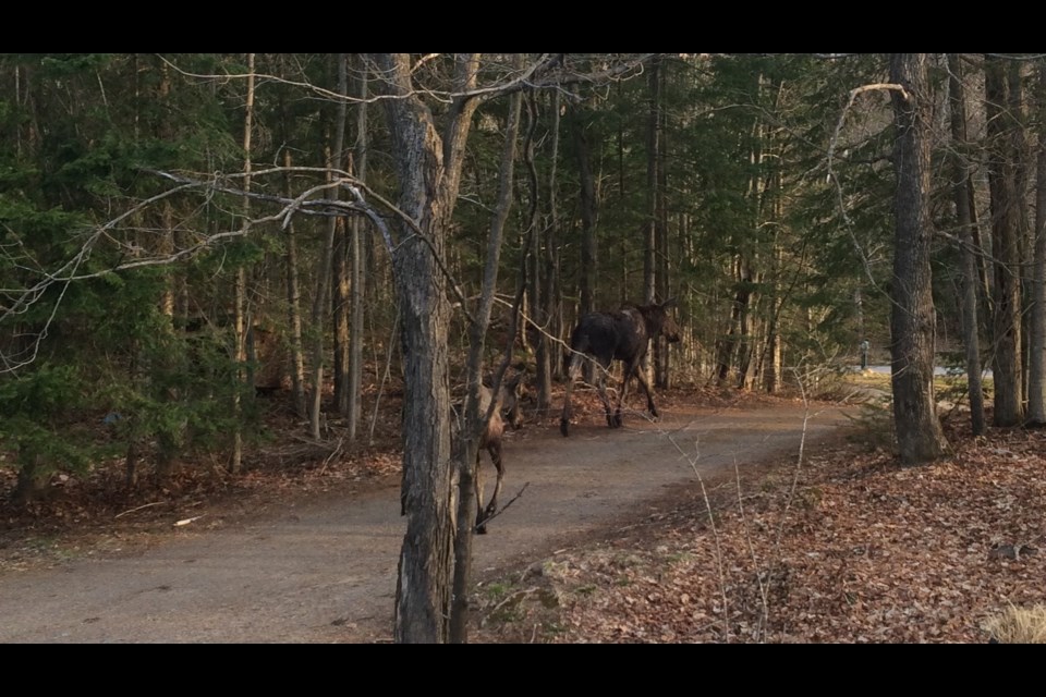 Photo of moose near Peninsula Road this morning. Photo submitted. 