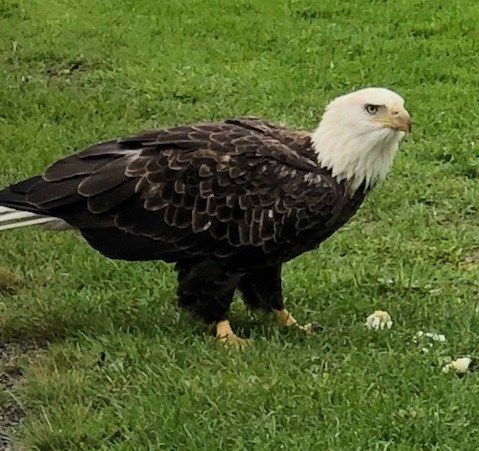20180927 bald eagle