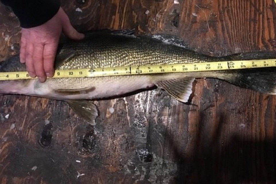 New Lake Nipissing fishing regulations include updates to catch sizes