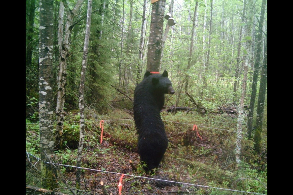 A black bear in a hair trap taking the bait. (MNRF photo)