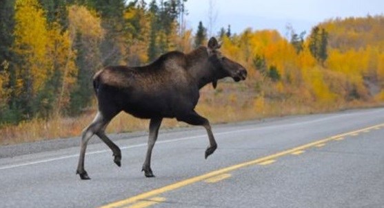 20190624 moose on road 1 opp