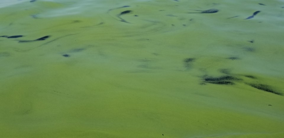 20190711 blue green algae lake nipissing