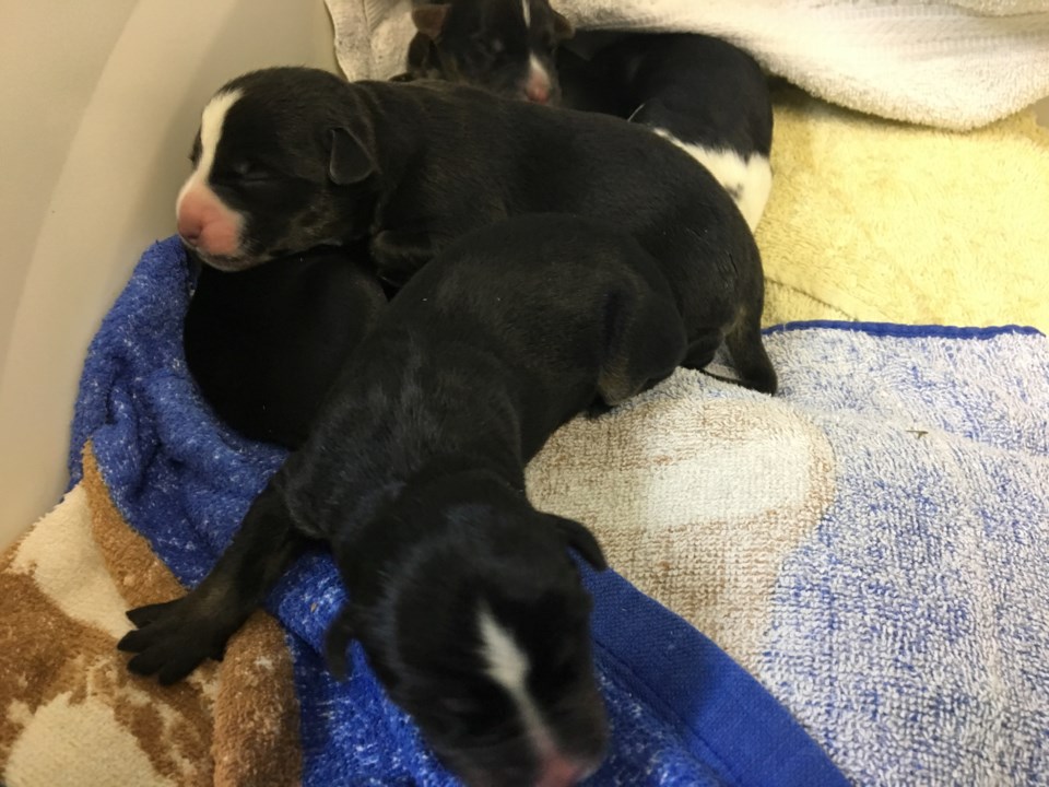 20190820 abandoned puppies
