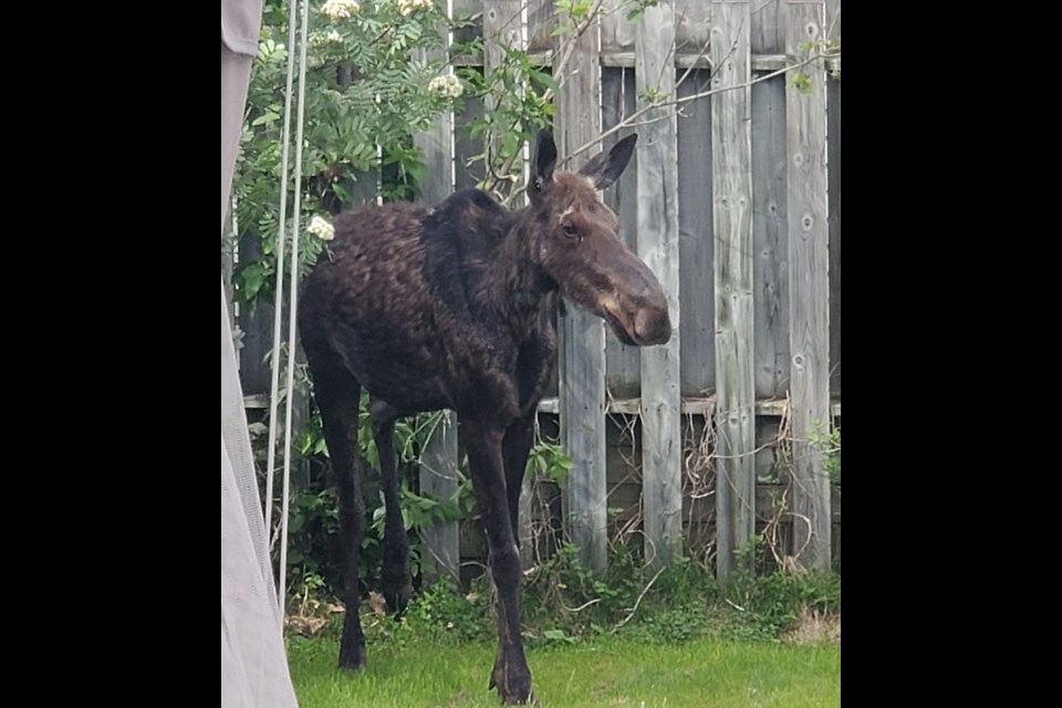 This moose was trapped in a city backyard.
