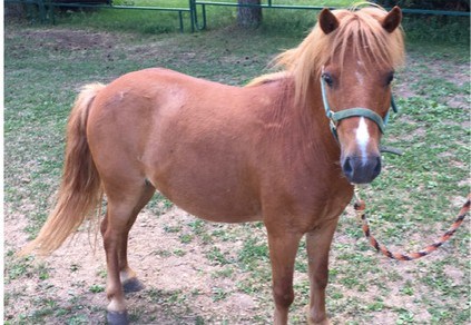 Cider the pony was found in the Powassan area Thursday night.   Photo submitted. 