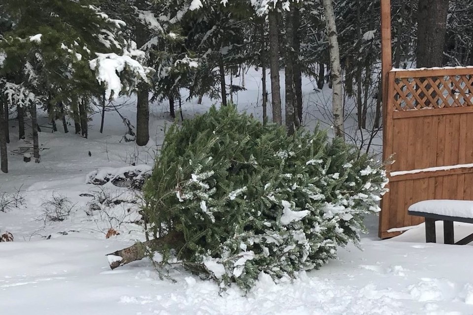 2021 12 27 Christmas tree backyard (NCC)