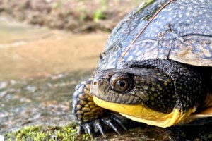 Toronto Zoo proposes biobank 'backup' for species at risk if Bill 5 passes