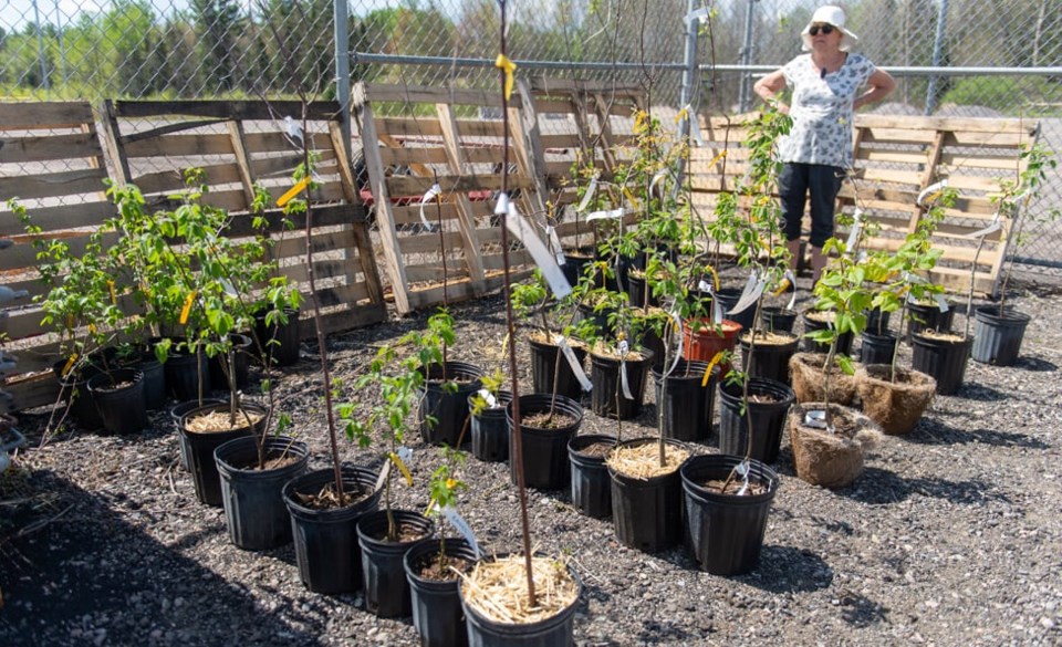 2022-trees-for-nipissing-canopy