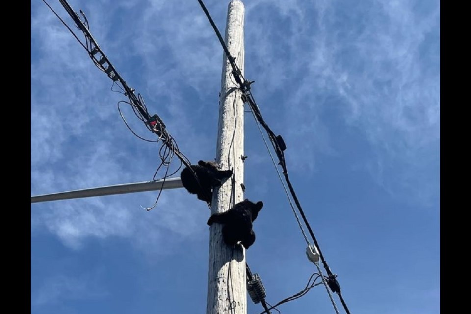 The two orphaned cubs had scaled a hydro pole