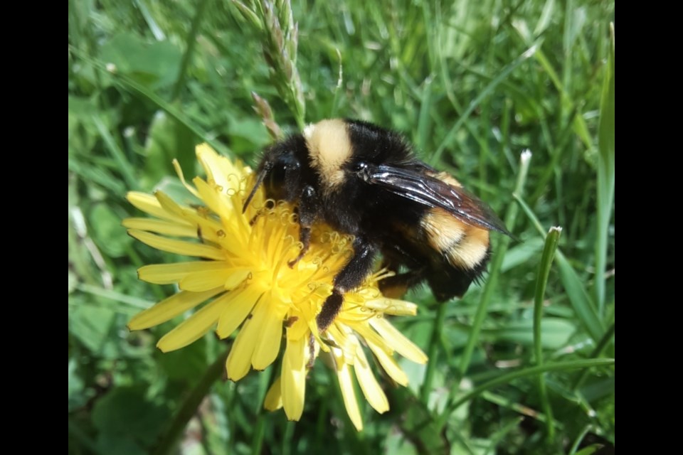 The yellow-banded bumble bee