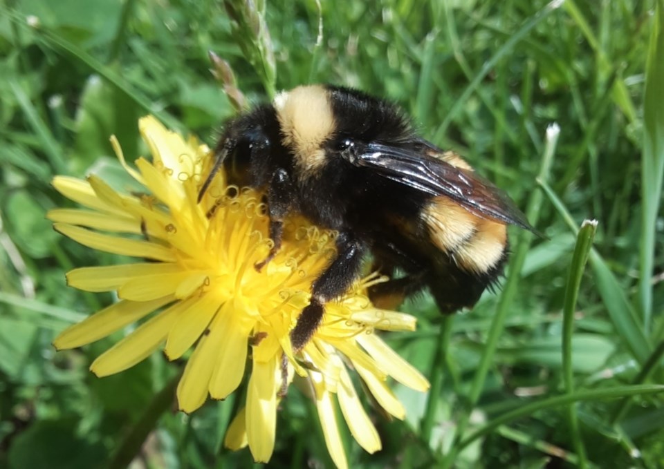 20220616-bumble-bee-yellow-banded-sar-wpc