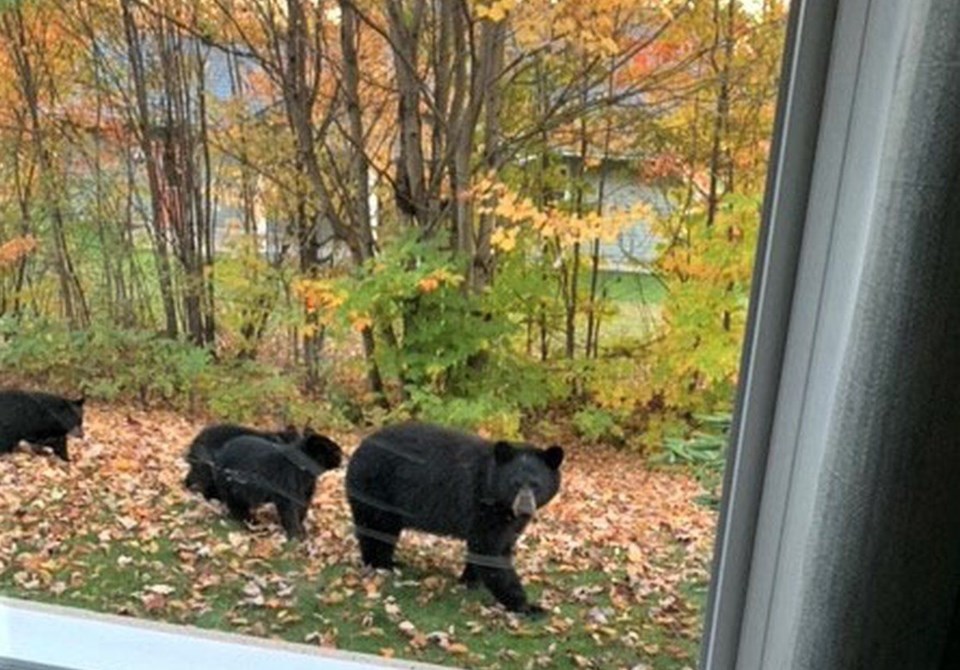 20221020-mother-black-bear-three-cubs