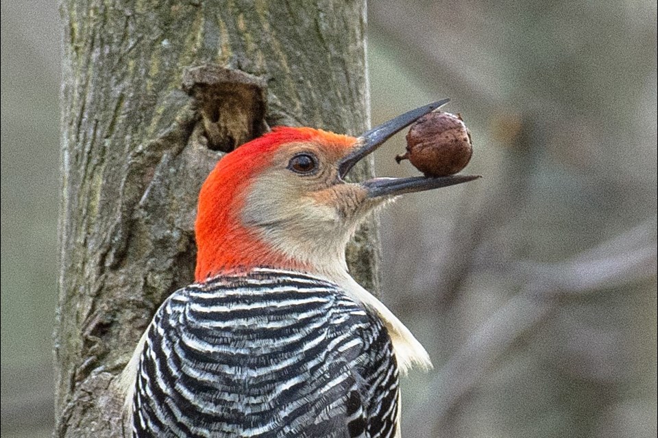 Red Bellied Woodpecker