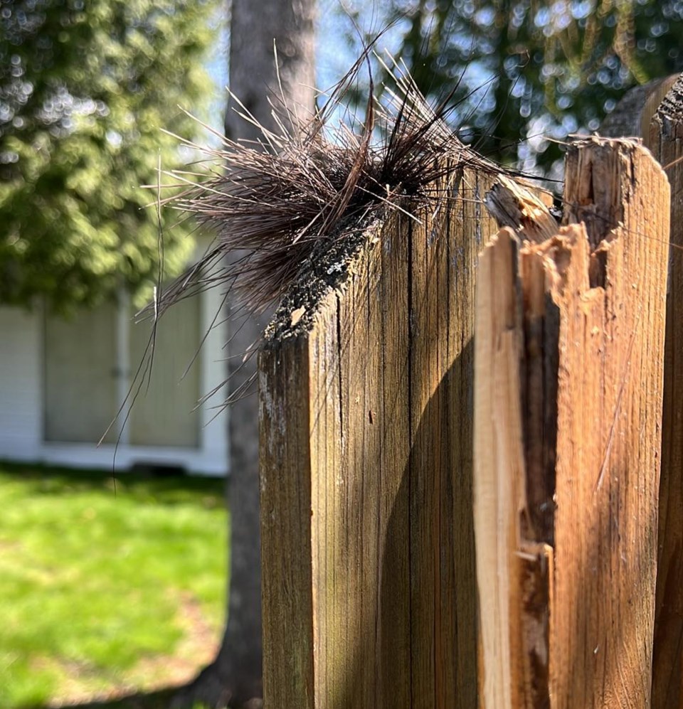 2024-05-12-backyard-moose-hair