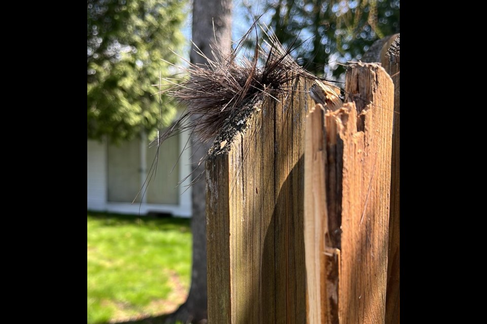 A clump of hair on top of a North Bay fence that a Moose jumped over. 