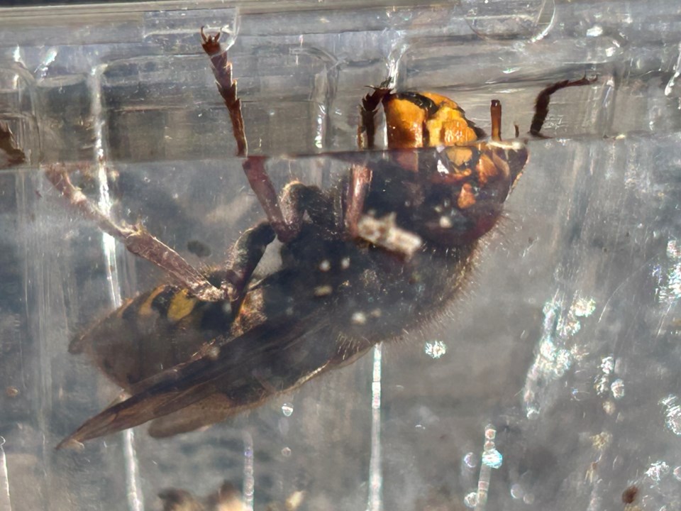 2024-06-04-european-hornets-1