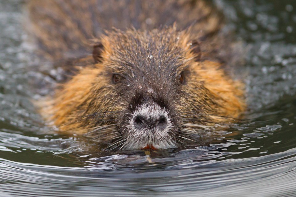 beaver AdobeStock_103154997 2016