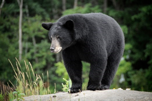 THE MNRF is collecting DNA samples of bears in the region.