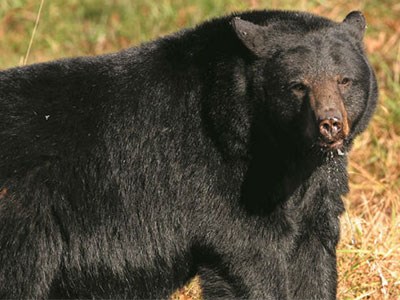 black Bear 2016