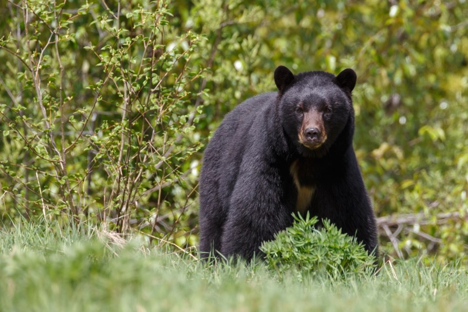 black bear shutterstock_202809928 2016