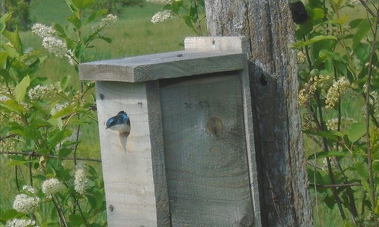 bluebird birdhouse