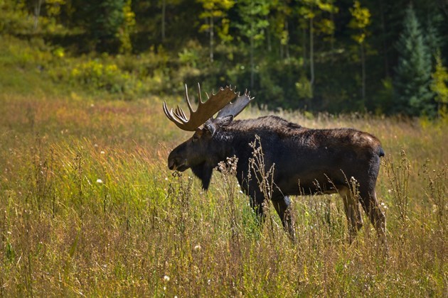 bull moose adobestock_93928765 2017