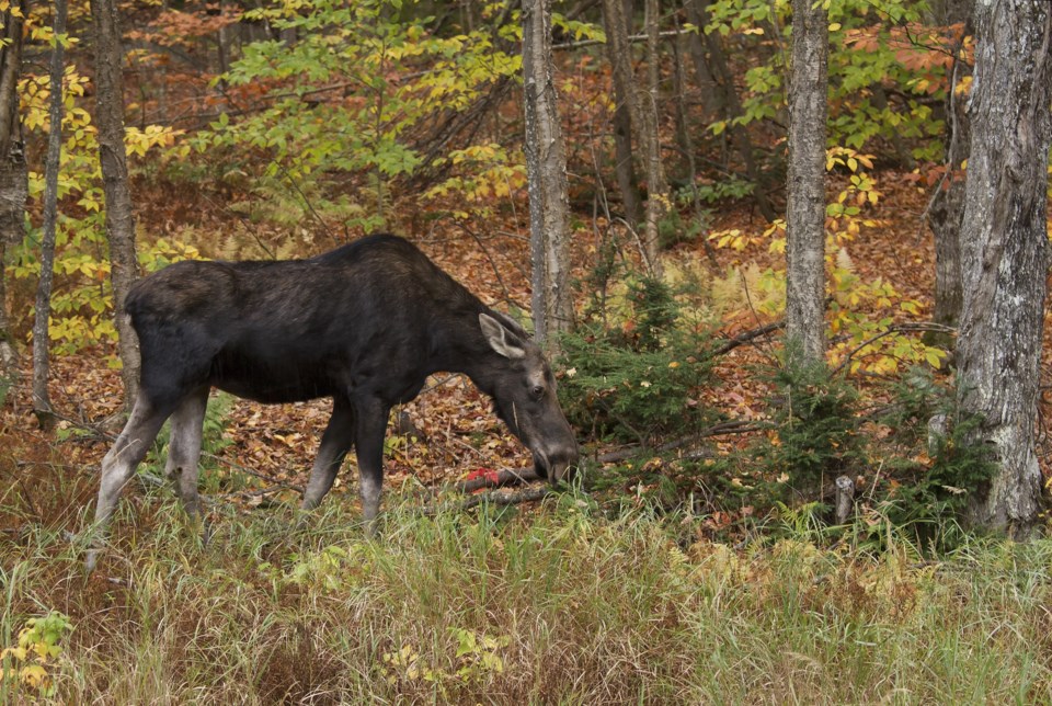 cow moose AdobeStock_123113907 2016