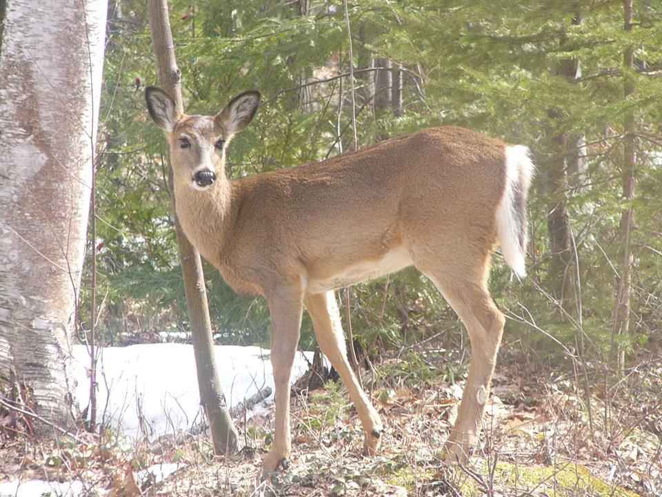 deer, white tailed mnrf 2017