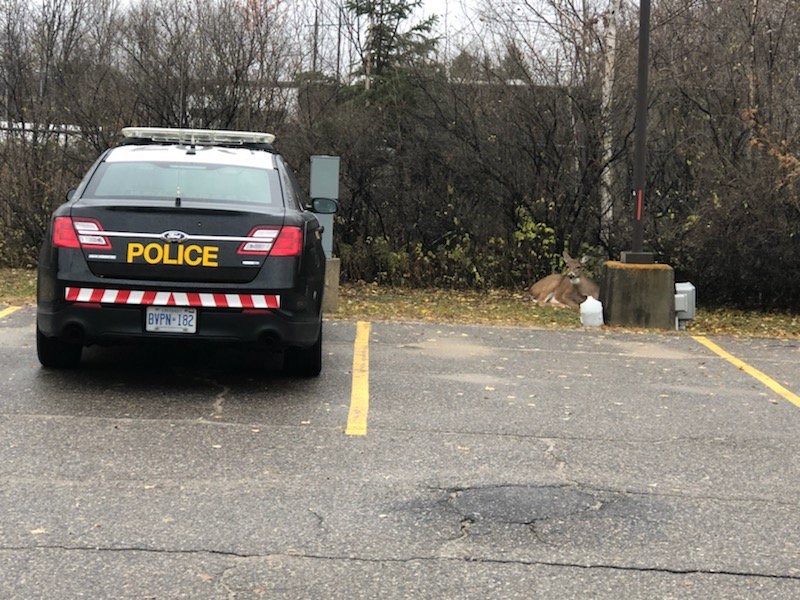 A deer relaxes in the OPP parking lot. Courtesy OPP.
