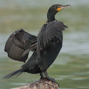 Double-crested cormorant. Supplied photo