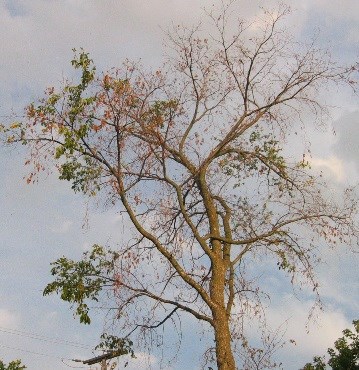 A tree dying from dutch Elm disease. Courtesy MNRF.