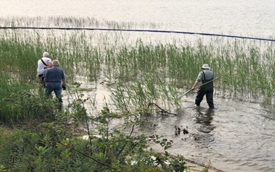 Volunteers removing invasive Phragmites from Eagle Lake 

