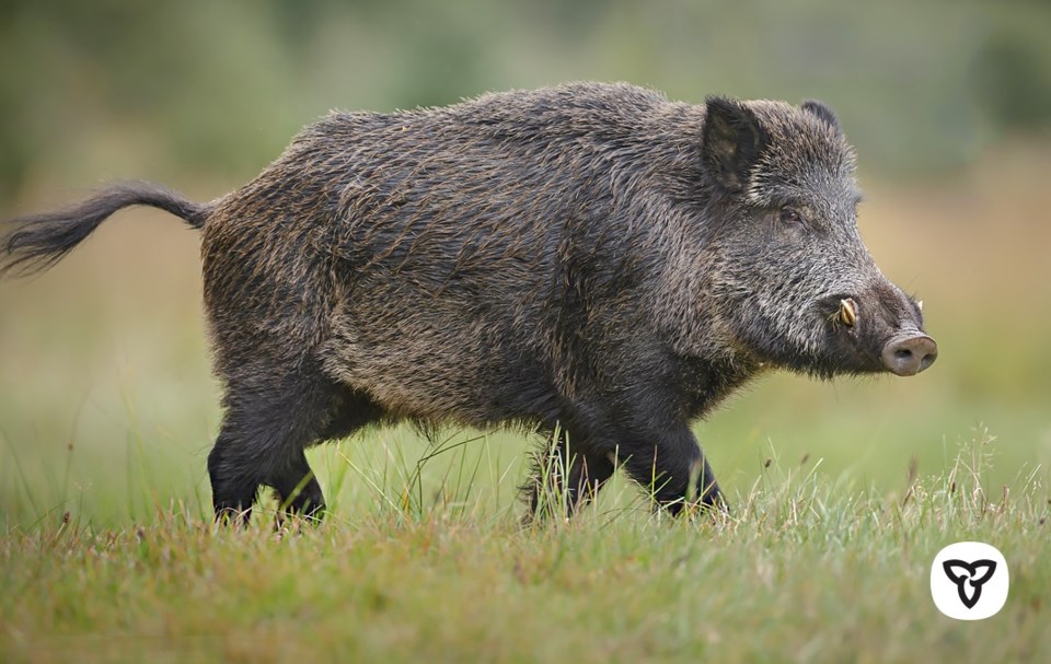 Eurasian wild boar mnr
