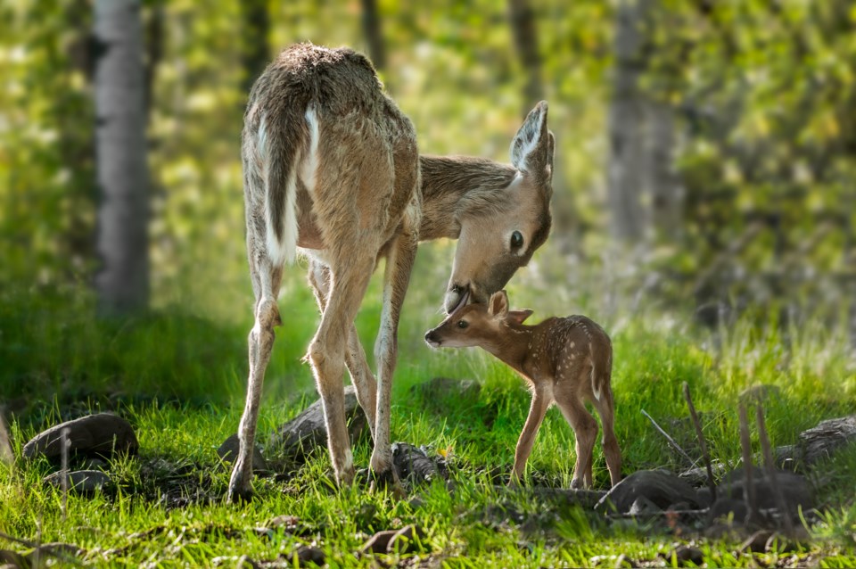 fawn with mother AdobeStock_71229129 2017