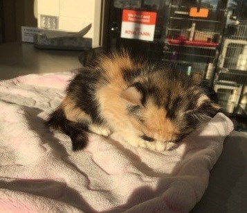 kitten spca abandoned 2017