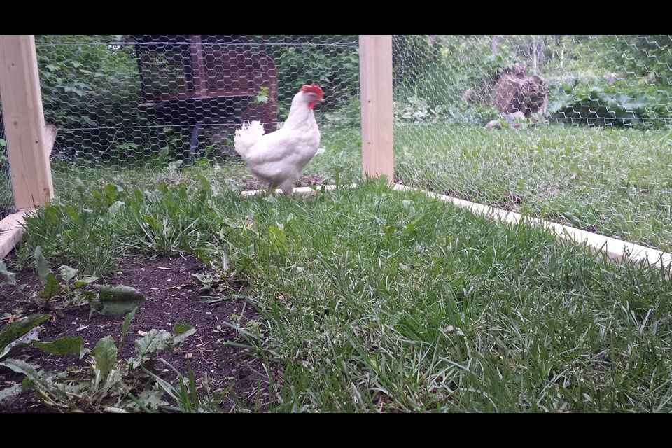 laying-hens channelle davidson 2017