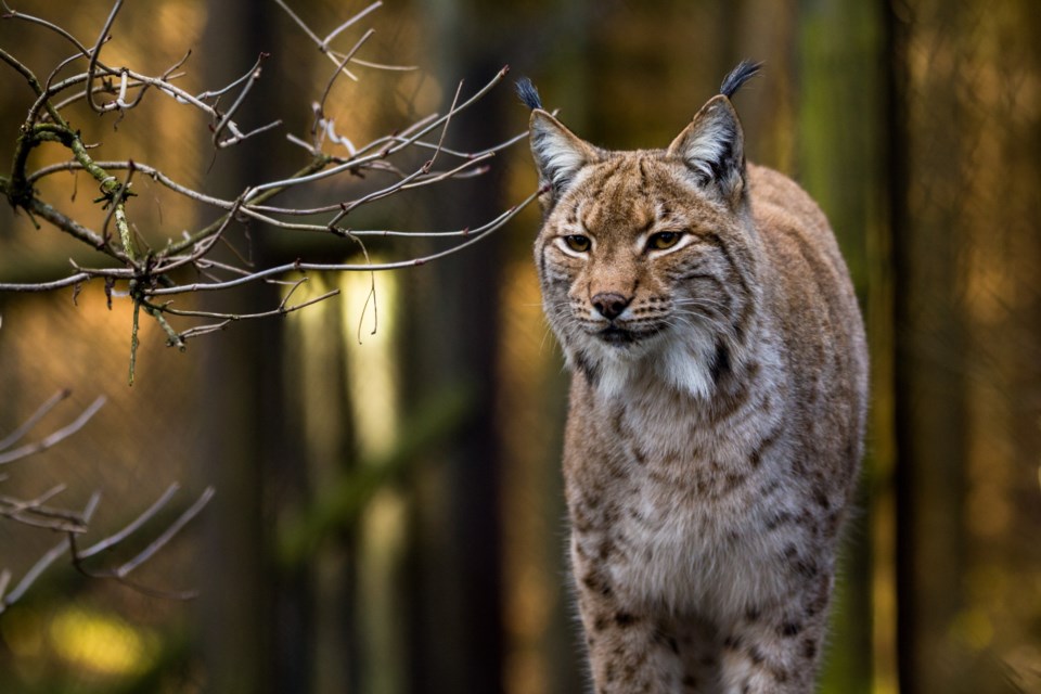 lynx AdobeStock_65306331 2017