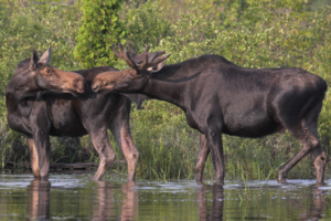 Eight Americans pay hefty price for illegal moose hunting in northern Ontario