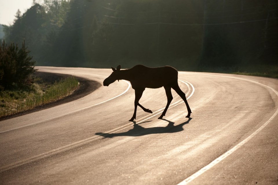 moose on road shutterstock_62239840 2016
