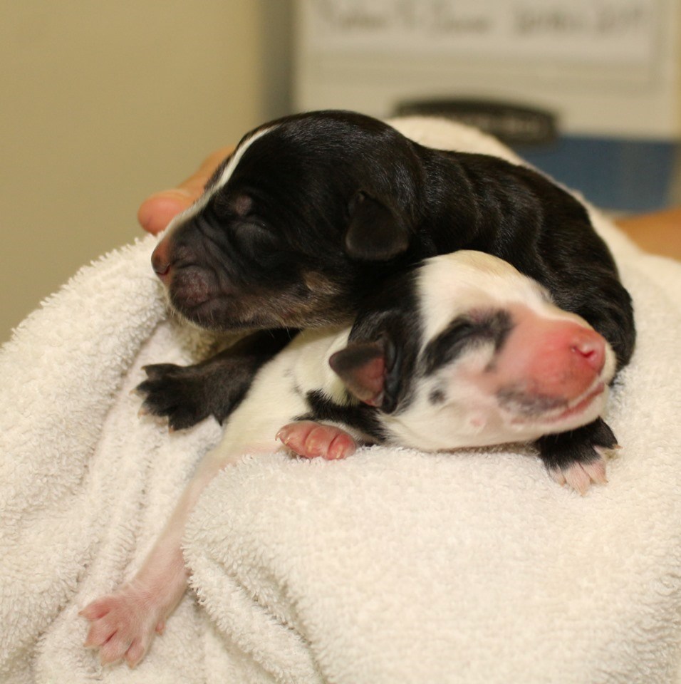 more puppies humane society