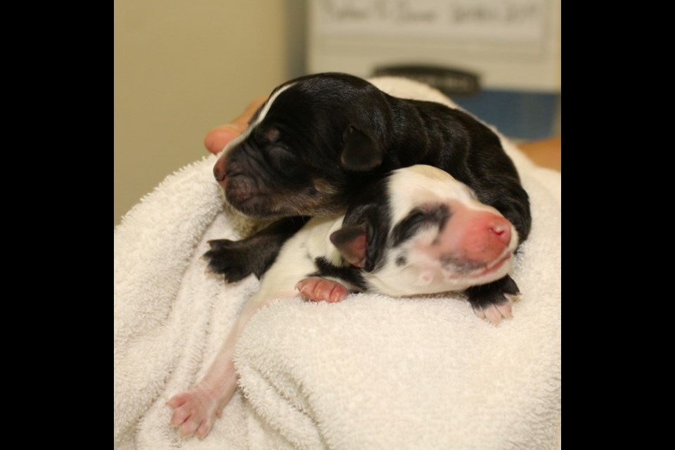 Two of the newborn puppies that the Humane Society is taking care of.  Photo courtesy North Bay & District Humane Society. 
