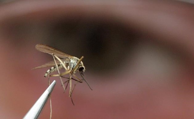 mosquito 2017