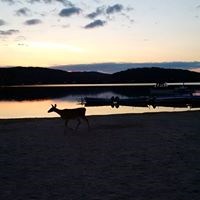 ottawa river evening deer