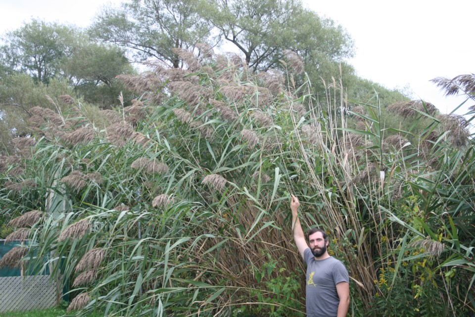 Phragmites can grow to five metres,  about 16 feet. Submitted photo.