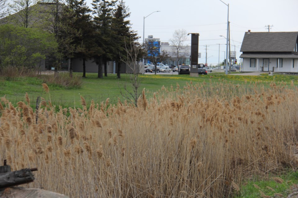 Phragmites are common along the North Bay bypass as seen by the Dionne Home. Photo by Jeff Turl.