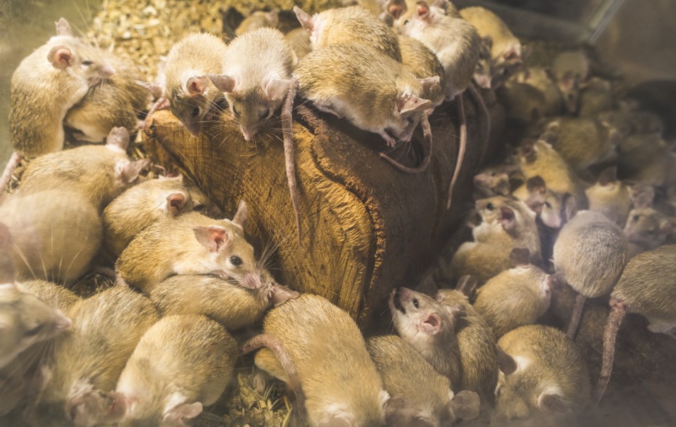 Close to 600 domestic rats removed from apartment in North Bay