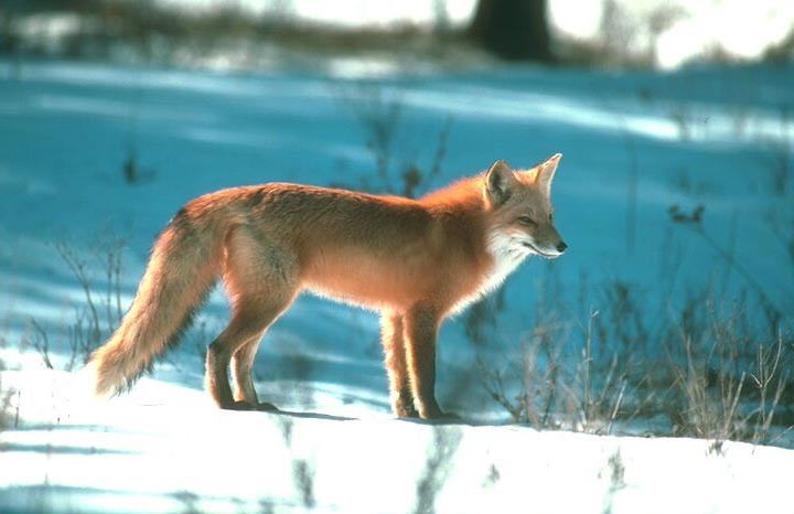 red fox 2016