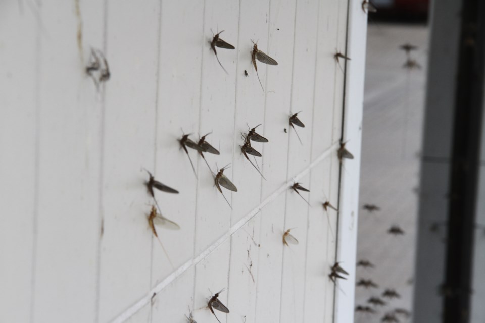 Here they come: Shadfly season begins in North Bay - Sudbury News