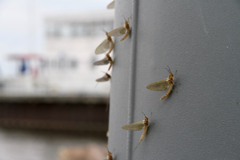 Shadflies rest comfortably on a garbage can at the North Bay waterfront.  Photo by Chris Dawson. 