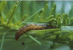 Spruce budworm outbreak can lead to defoliation and deforestation. Photo courtest NRCan